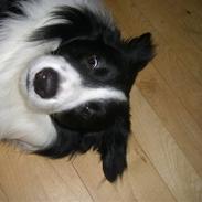Border collie Futte R.I.P.