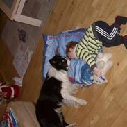 Border collie Futte R.I.P.