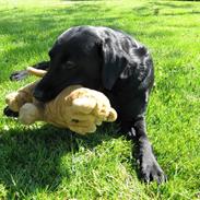 Labrador retriever Chester