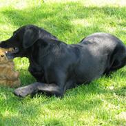 Labrador retriever Chester