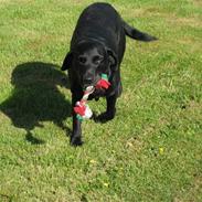 Labrador retriever Chester