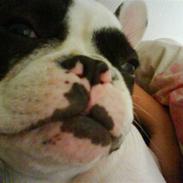 Fransk bulldog Hugo The Boss