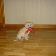 Golden retriever Daisy