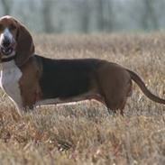 Basset artésien normand Bessie de Berénice
