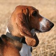 Basset artésien normand Bessie de Berénice