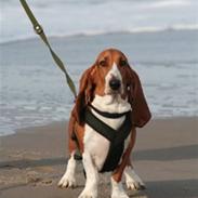 Basset artésien normand Bessie de Berénice