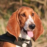 Basset artésien normand Bessie de Berénice