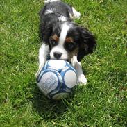 Cavalier king charles spaniel Ludvig