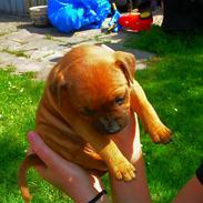 Staffordshire bull terrier Wilma