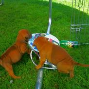 Staffordshire bull terrier Wilma
