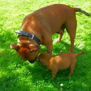 Staffordshire bull terrier Wilma