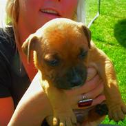 Staffordshire bull terrier Wilma