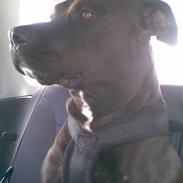 Amerikansk staffordshire terrier Hustler