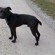 Amerikansk staffordshire terrier Hustler
