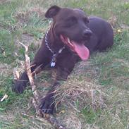 Amerikansk staffordshire terrier Hustler