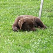 Labrador retriever BOUNTY