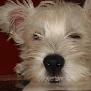 West highland white terrier Rocky