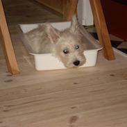 West highland white terrier Rocky