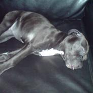 Amerikansk staffordshire terrier Amee