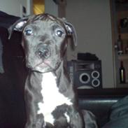 Amerikansk staffordshire terrier Amee