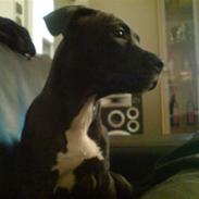 Amerikansk staffordshire terrier Amee