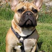 Fransk bulldog Foxy