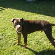 Blanding af racer Chang