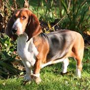 Basset artésien normand Bessie de Berénice