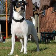 Dansk svensk gaardhund Østbroen´s Annika