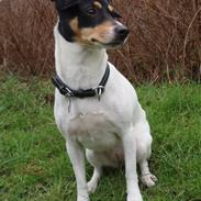 Dansk svensk gaardhund Østbroen´s Annika