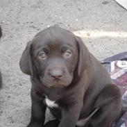 Labrador retriever Freja