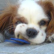 Cavalier king charles spaniel Maddie