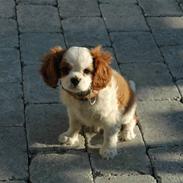 Cavalier king charles spaniel Maddie