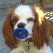 Cavalier king charles spaniel Maddie