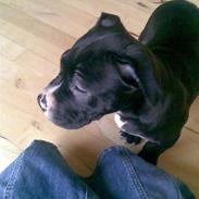 Amerikansk staffordshire terrier Zin-G