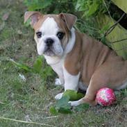 Engelsk bulldog Petra Schubert