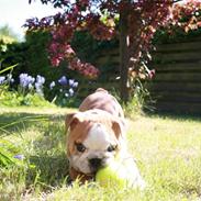 Engelsk bulldog Petra Schubert