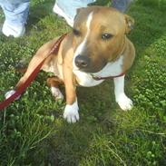 Staffordshire bull terrier Carla