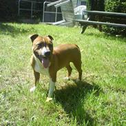 Staffordshire bull terrier Carla