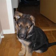 Schæferhund Karat's Tenzo