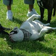 Olde english bulldogge Jolie