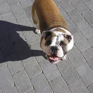 Olde english bulldogge Jolie