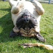 Mastiff Nicolai