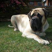 Mastiff Nicolai