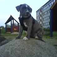 Amerikansk staffordshire terrier Asya