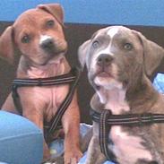 Amerikansk staffordshire terrier Asya