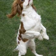Cavalier king charles spaniel Reiley