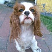 Cavalier king charles spaniel Reiley