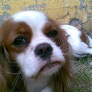 Cavalier king charles spaniel Reiley