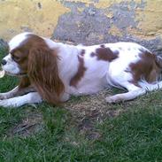 Cavalier king charles spaniel Reiley
